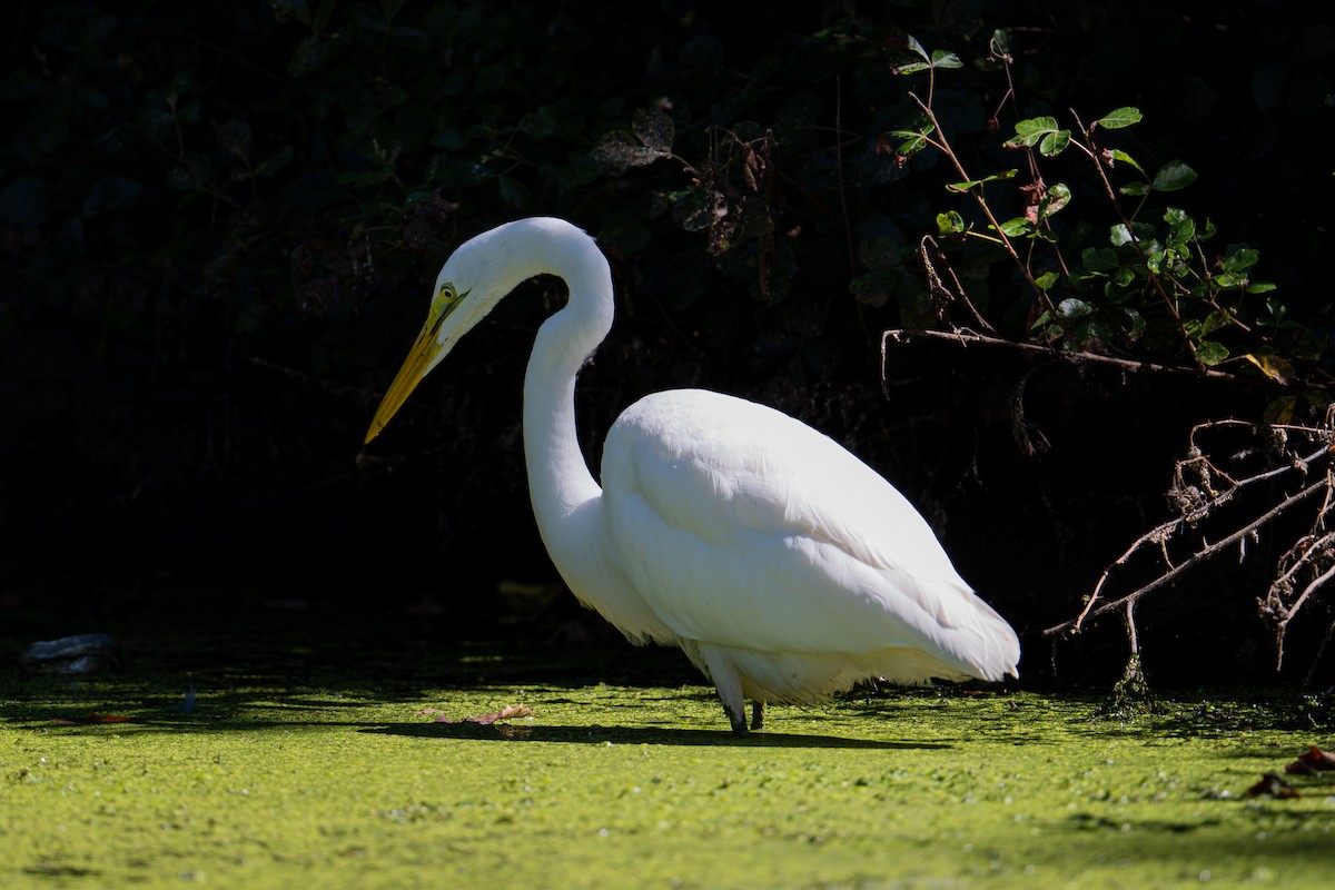 Great Egret - ML644609424