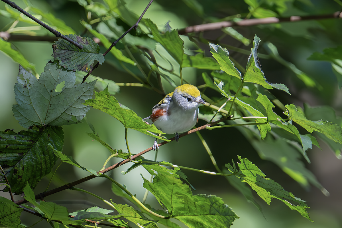 Chestnut-sided Warbler - ML644609425