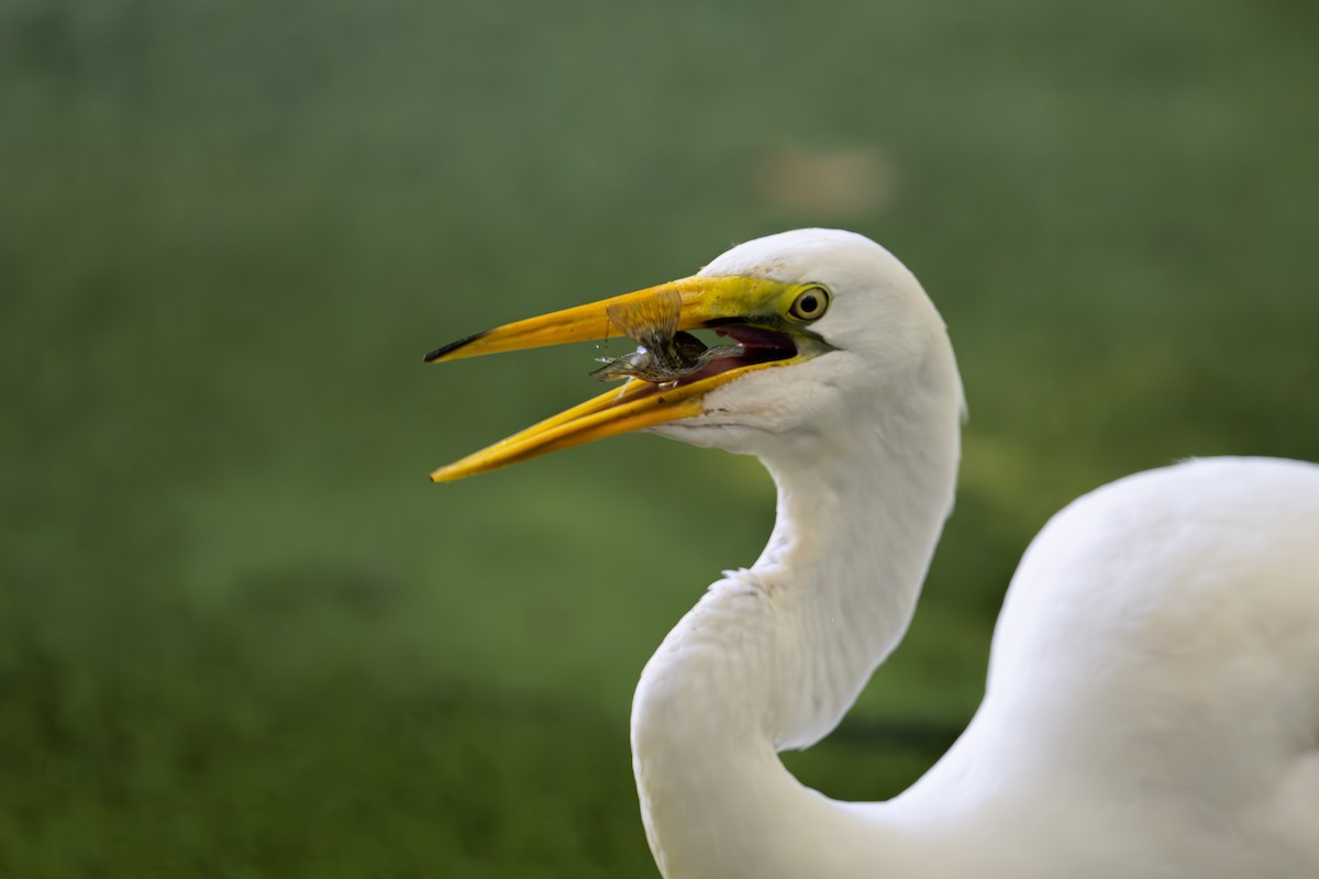 Great Egret - ML644609427