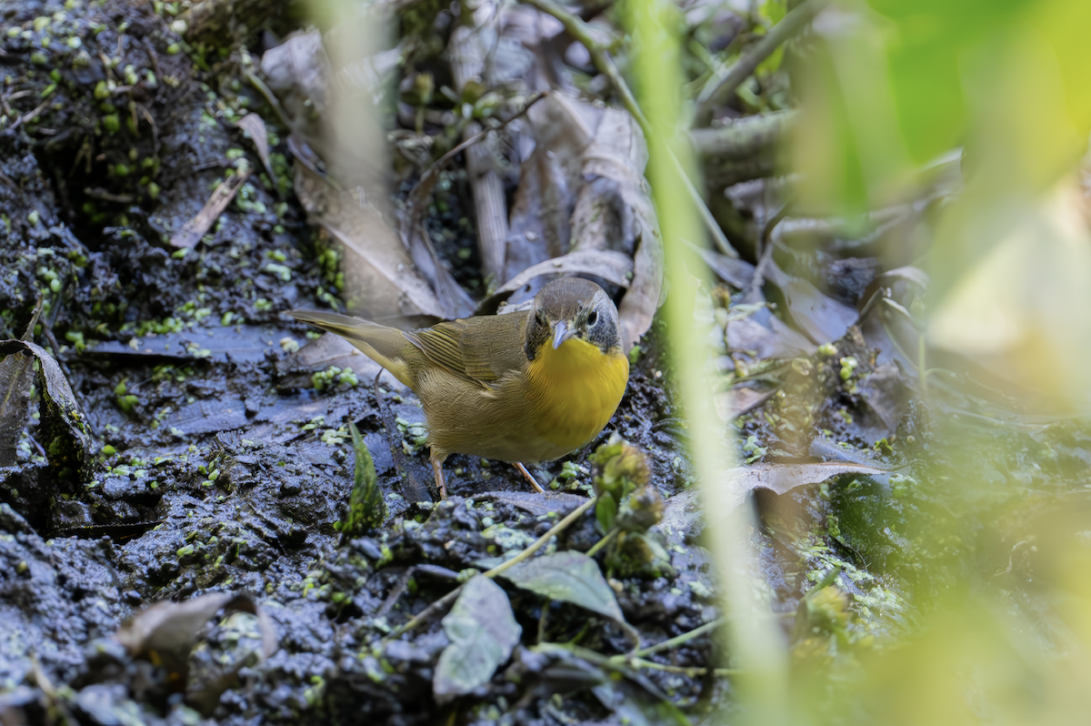 Common Yellowthroat - ML644609428