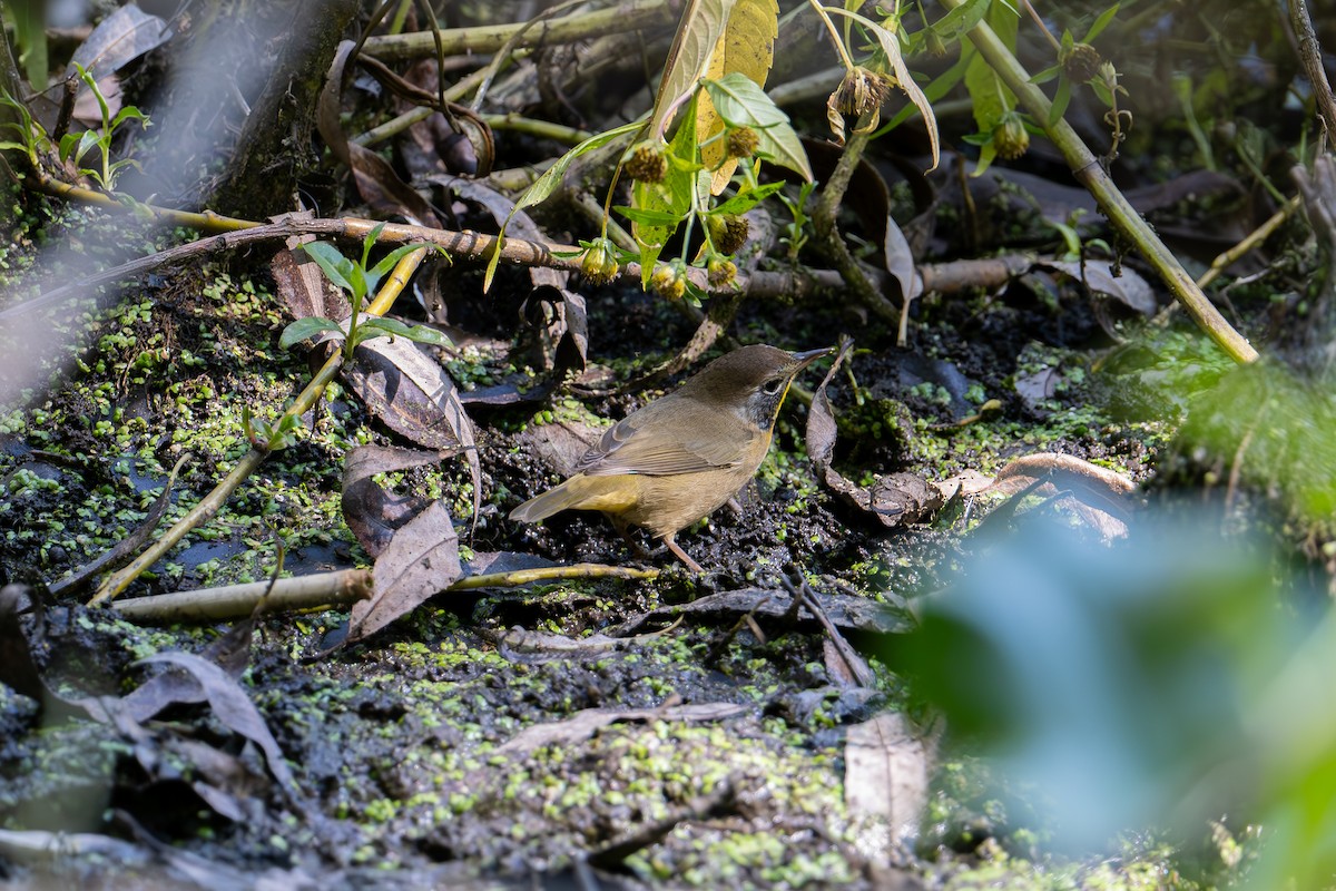 Common Yellowthroat - ML644609431