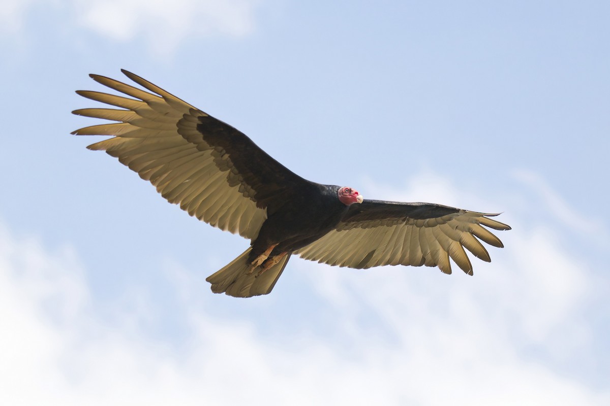 Turkey Vulture - ML644609432