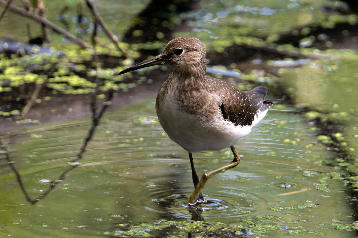Solitary Sandpiper - ML644609433