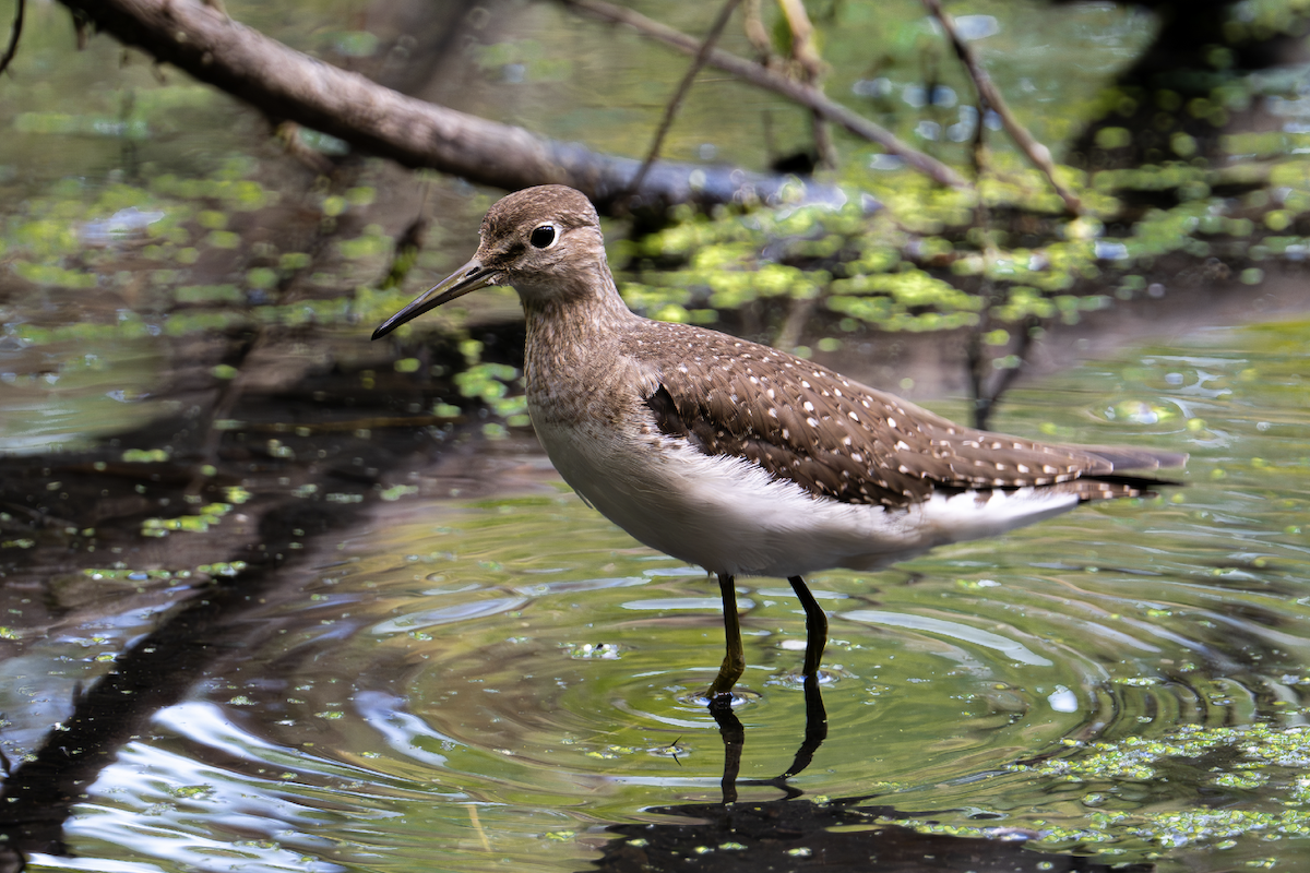 Solitary Sandpiper - ML644609434