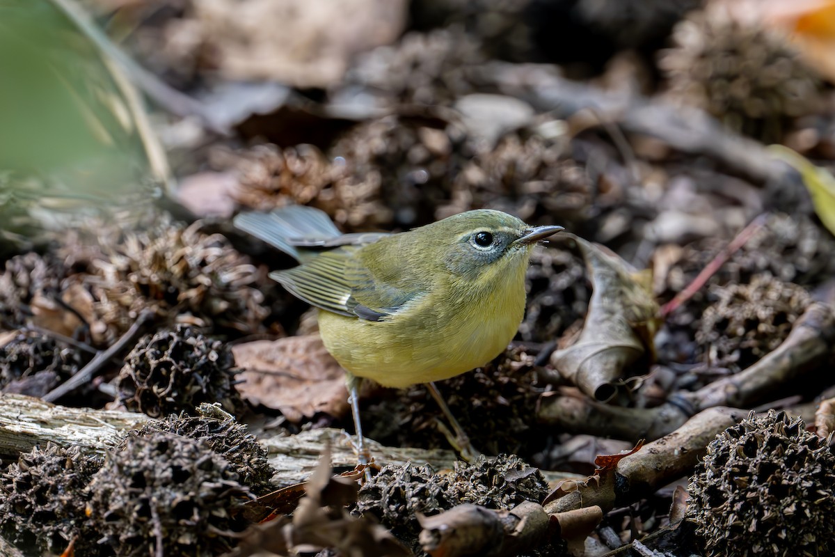 Black-throated Blue Warbler - ML644609436