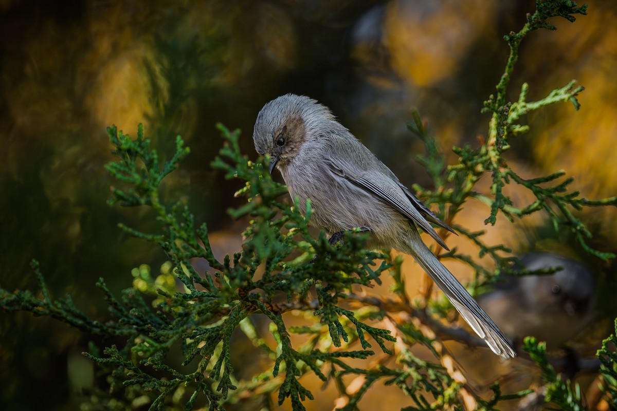 krattmeis - ML644609441