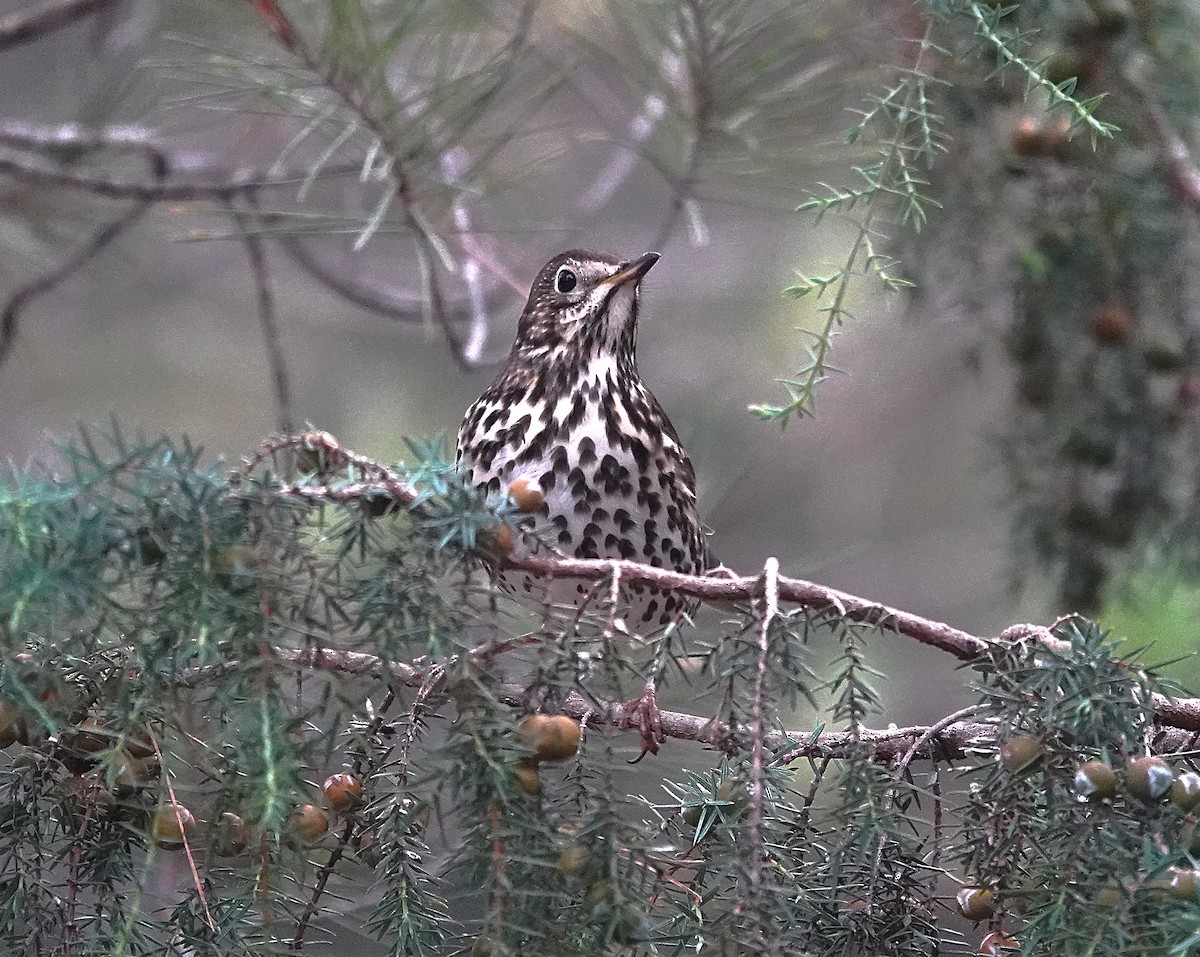 Grive musicienne - ML644609442