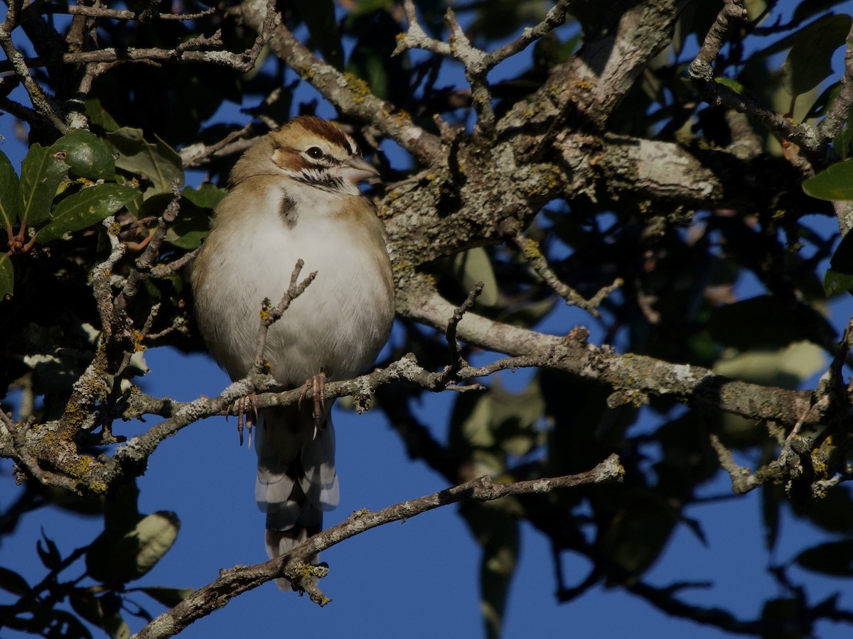 Lark Sparrow - ML644609445