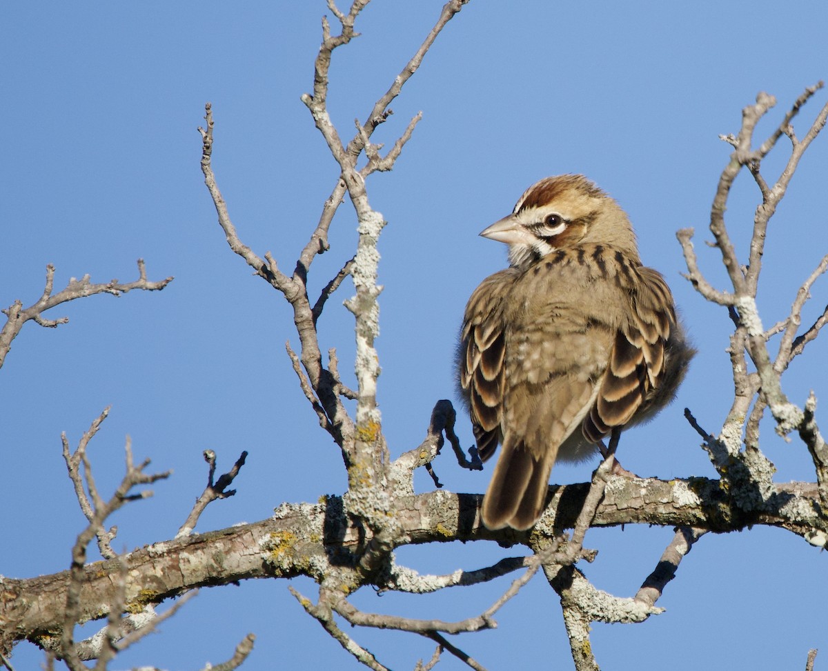 Lark Sparrow - ML644609446