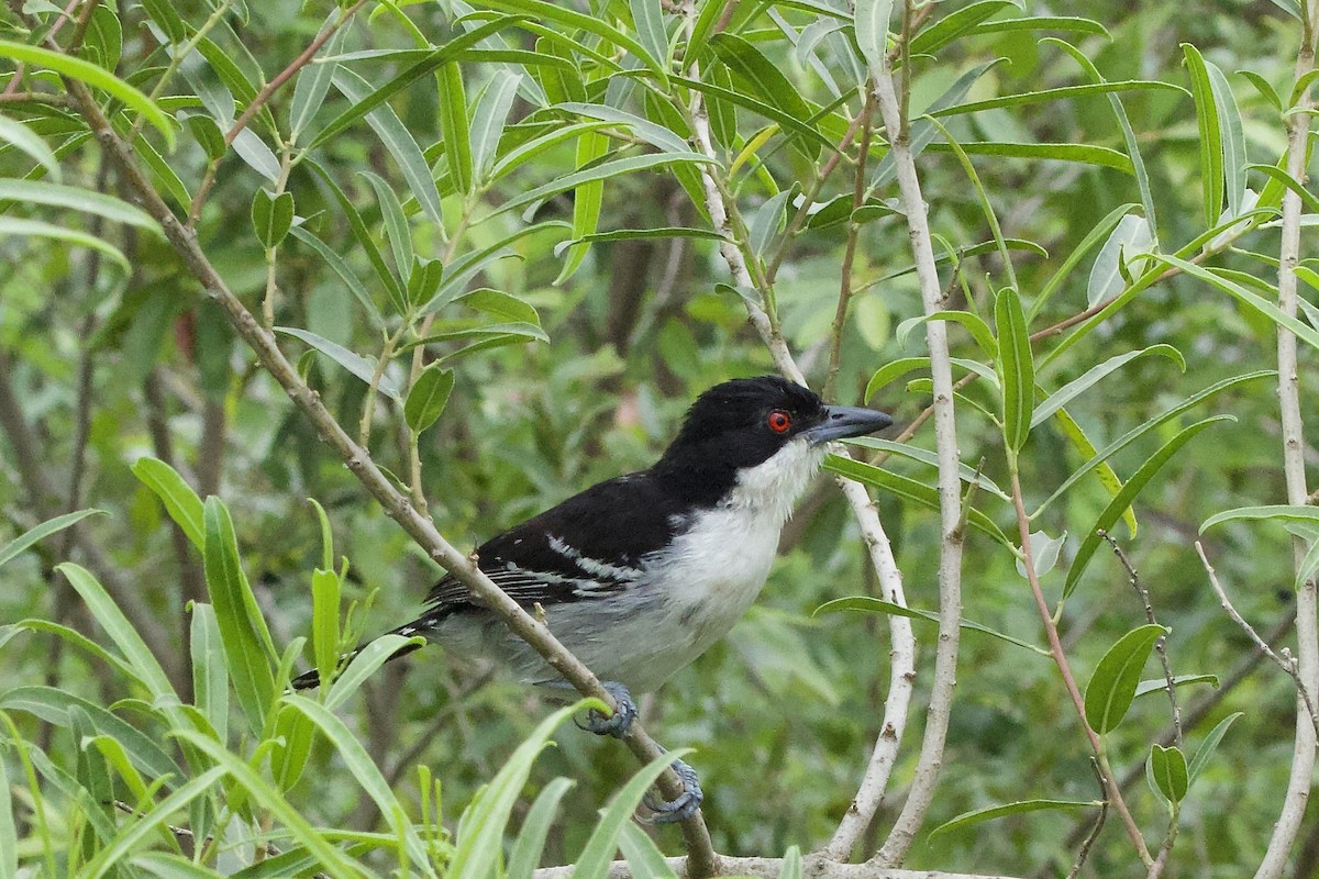 Great Antshrike - ML644609456