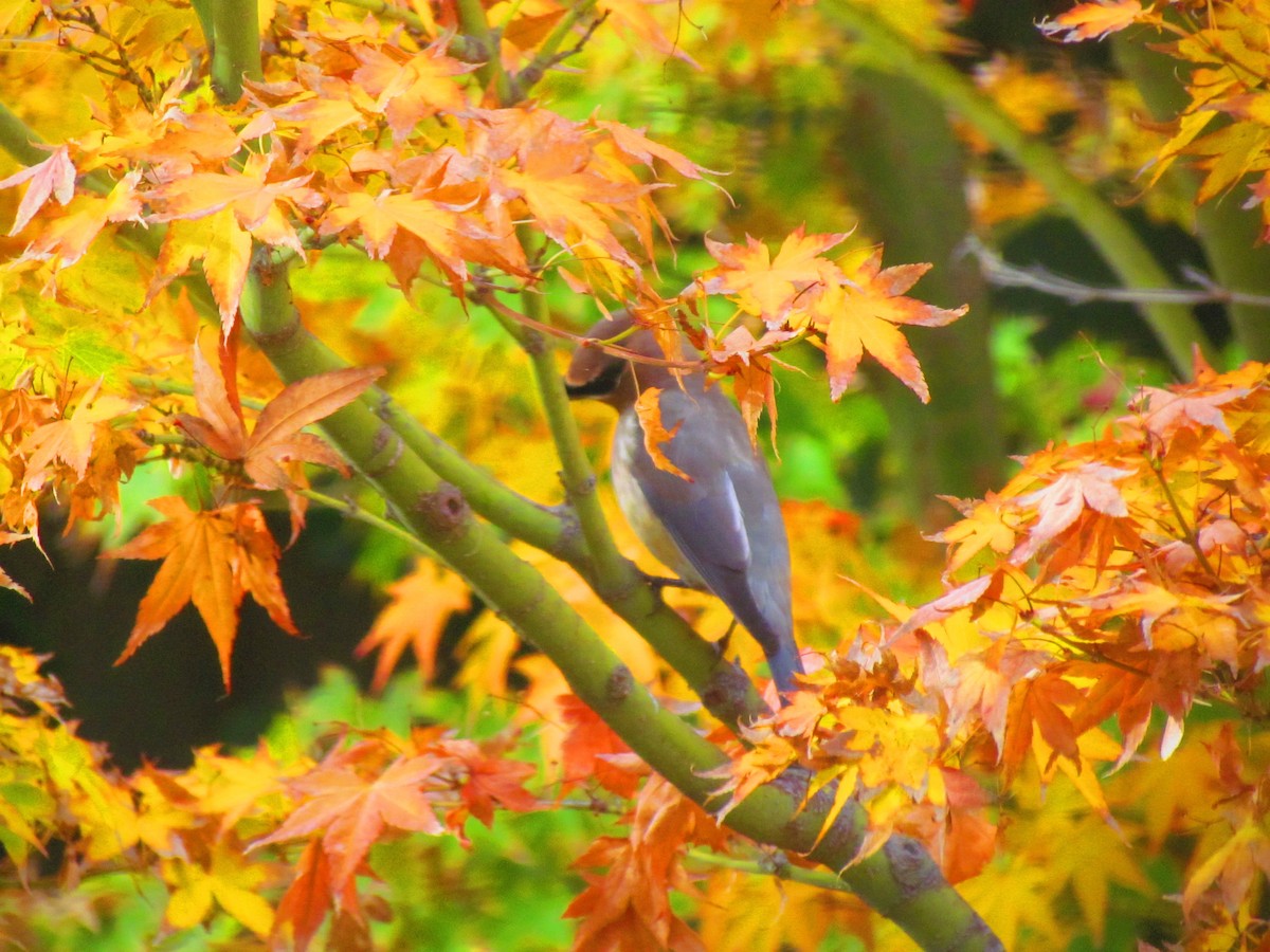 Sedir İpekkuyruğu - ML644609458