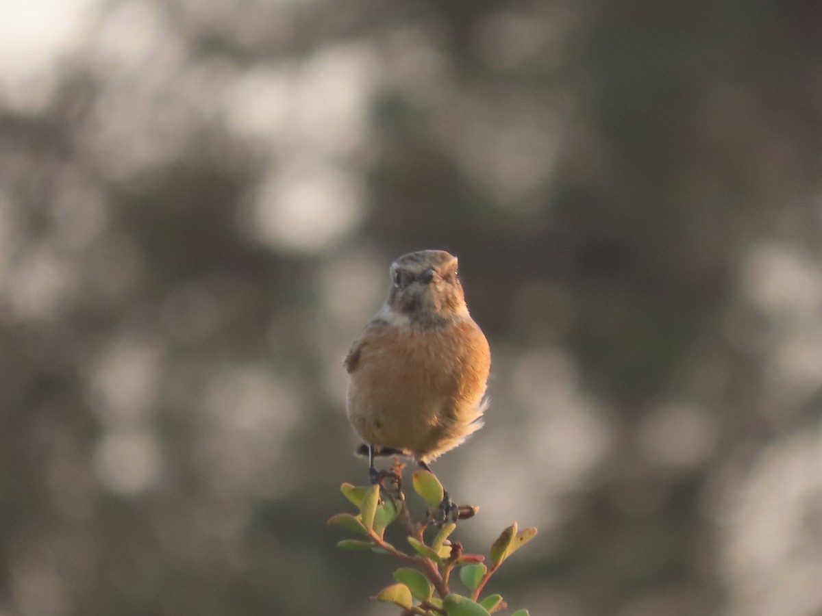 European Stonechat - ML644609459