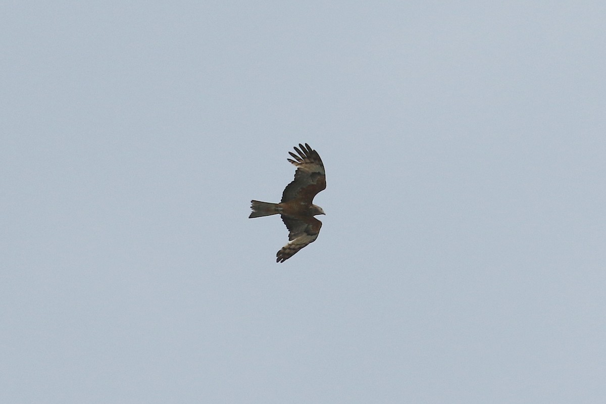 Square-tailed Kite - ML644609463