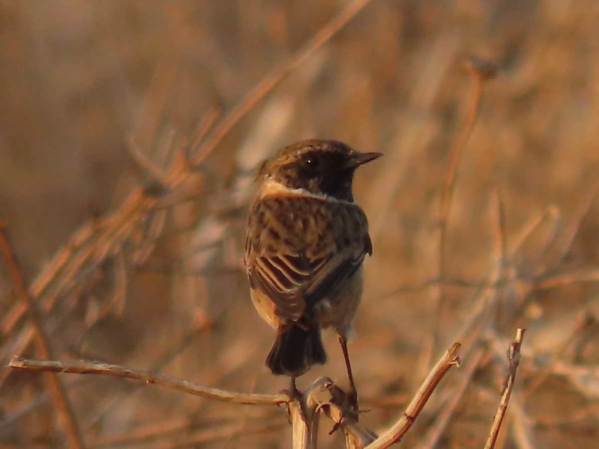 European Stonechat - ML644609466