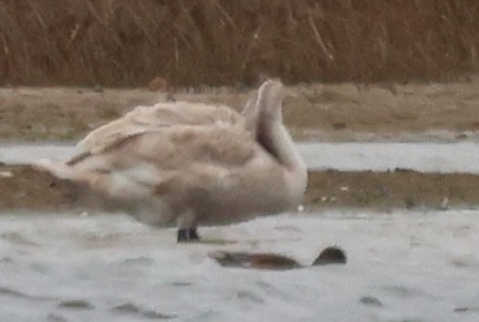 Cygne tuberculé - ML644609468