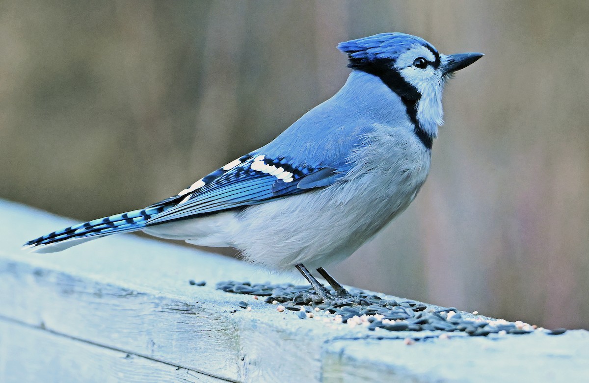 Blue Jay - ML644609469