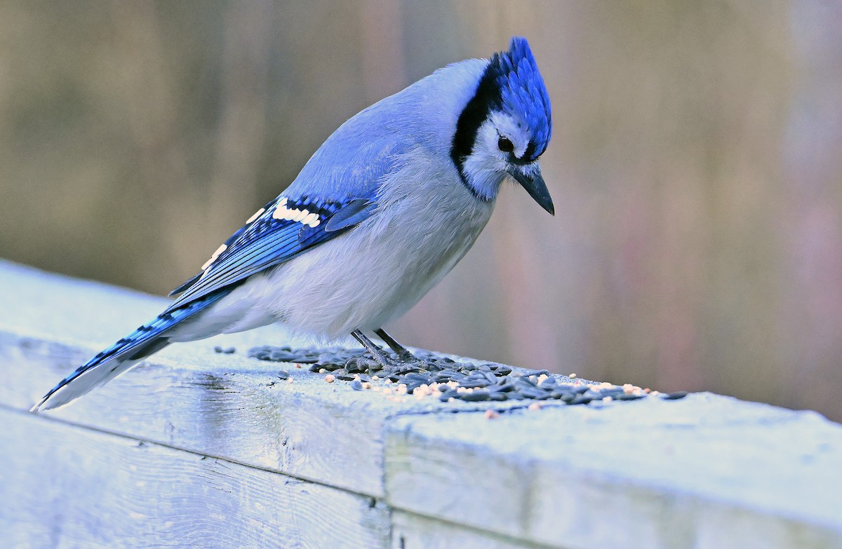 Blue Jay - ML644609470