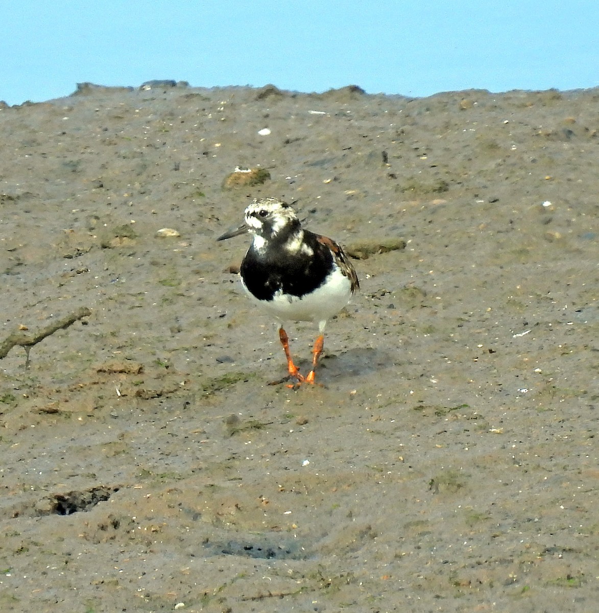 Ruddy Turnstone - ML644609473