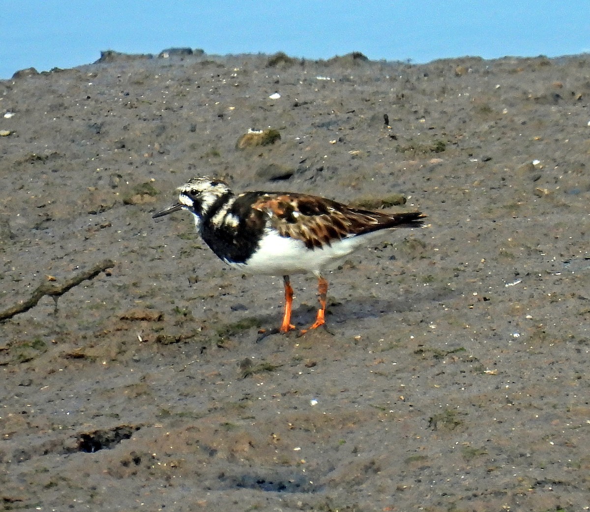 Ruddy Turnstone - ML644609474