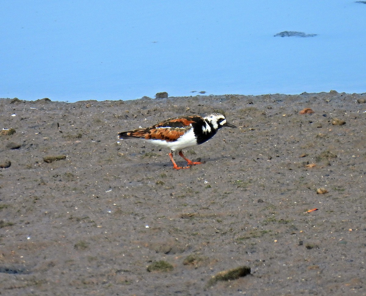 Ruddy Turnstone - ML644609475