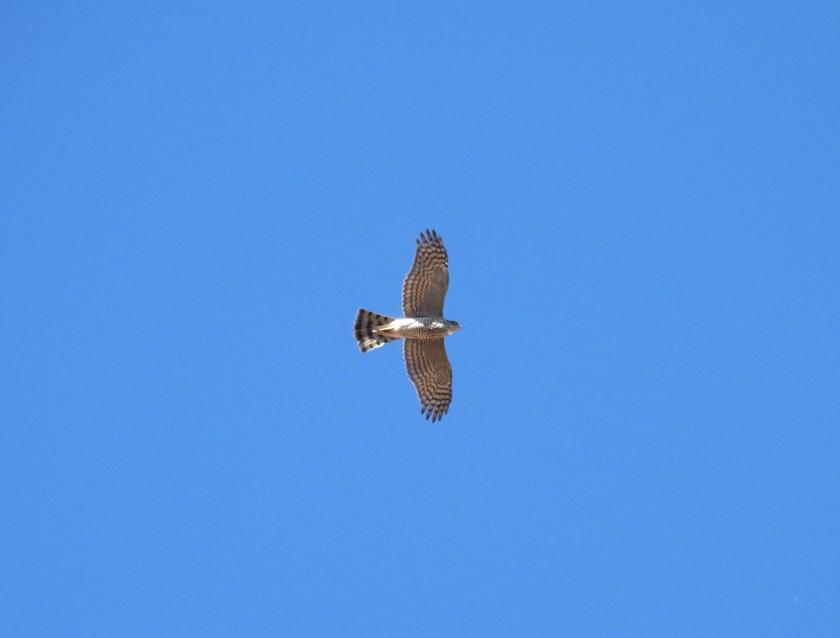 Eurasian Sparrowhawk - ML644609476