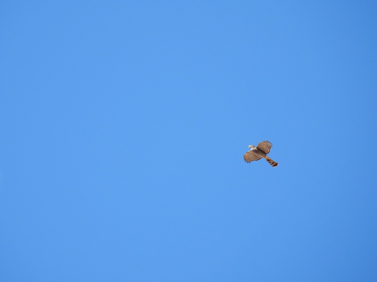 Eurasian Sparrowhawk - ML644609481