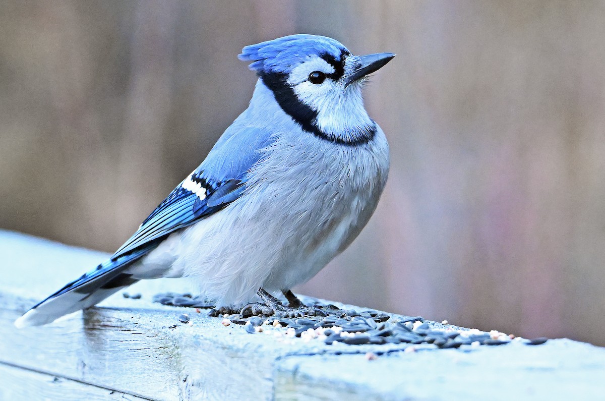 Blue Jay - ML644609483