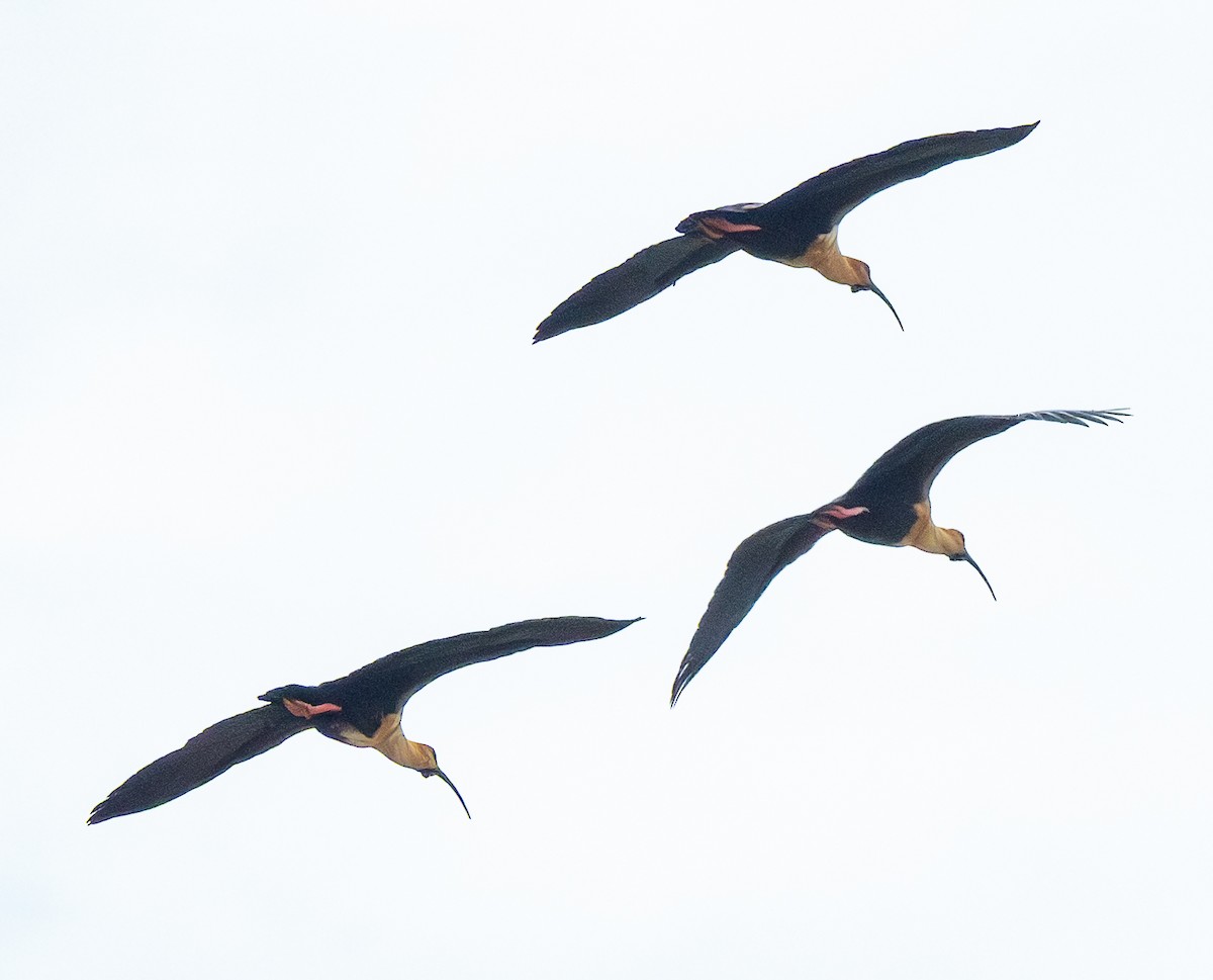 Bandurria Austral - ML644609487