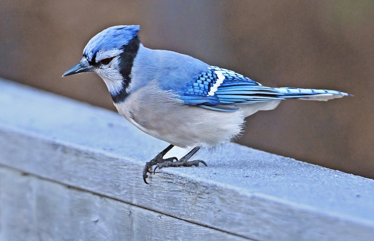 Blue Jay - ML644609488
