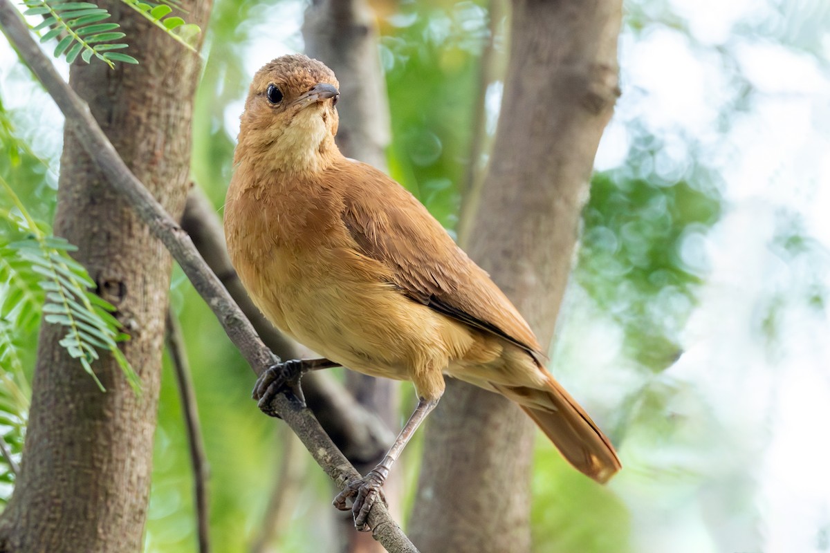 Rosttöpfer - ML644609490