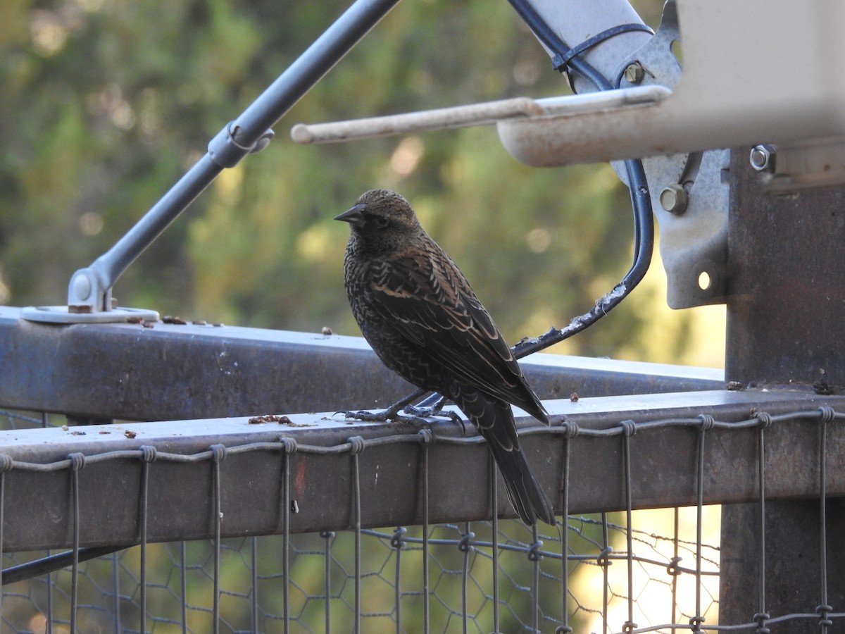 Red-winged Blackbird - ML644609493