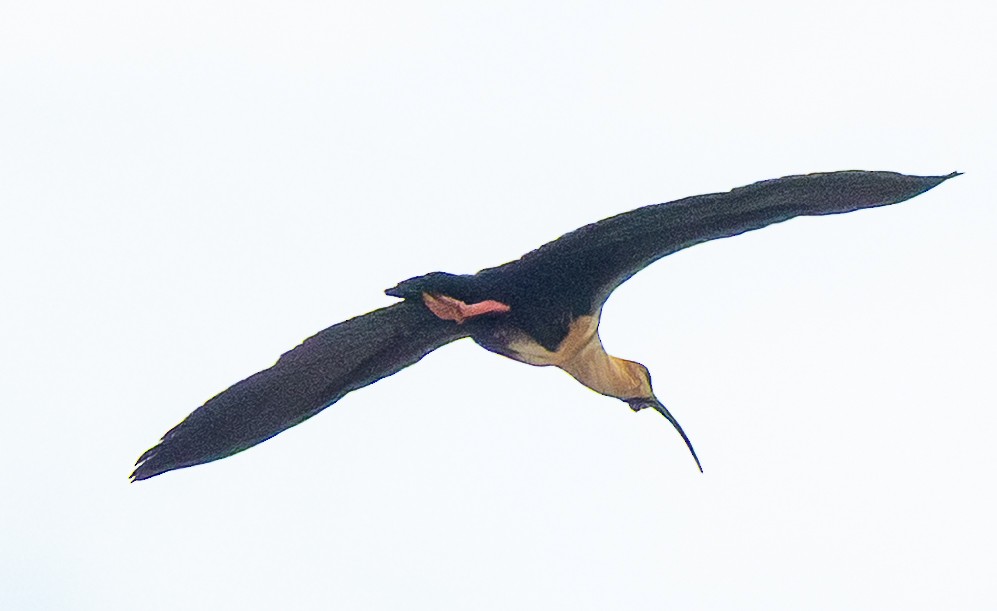 Bandurria Austral - ML644609497