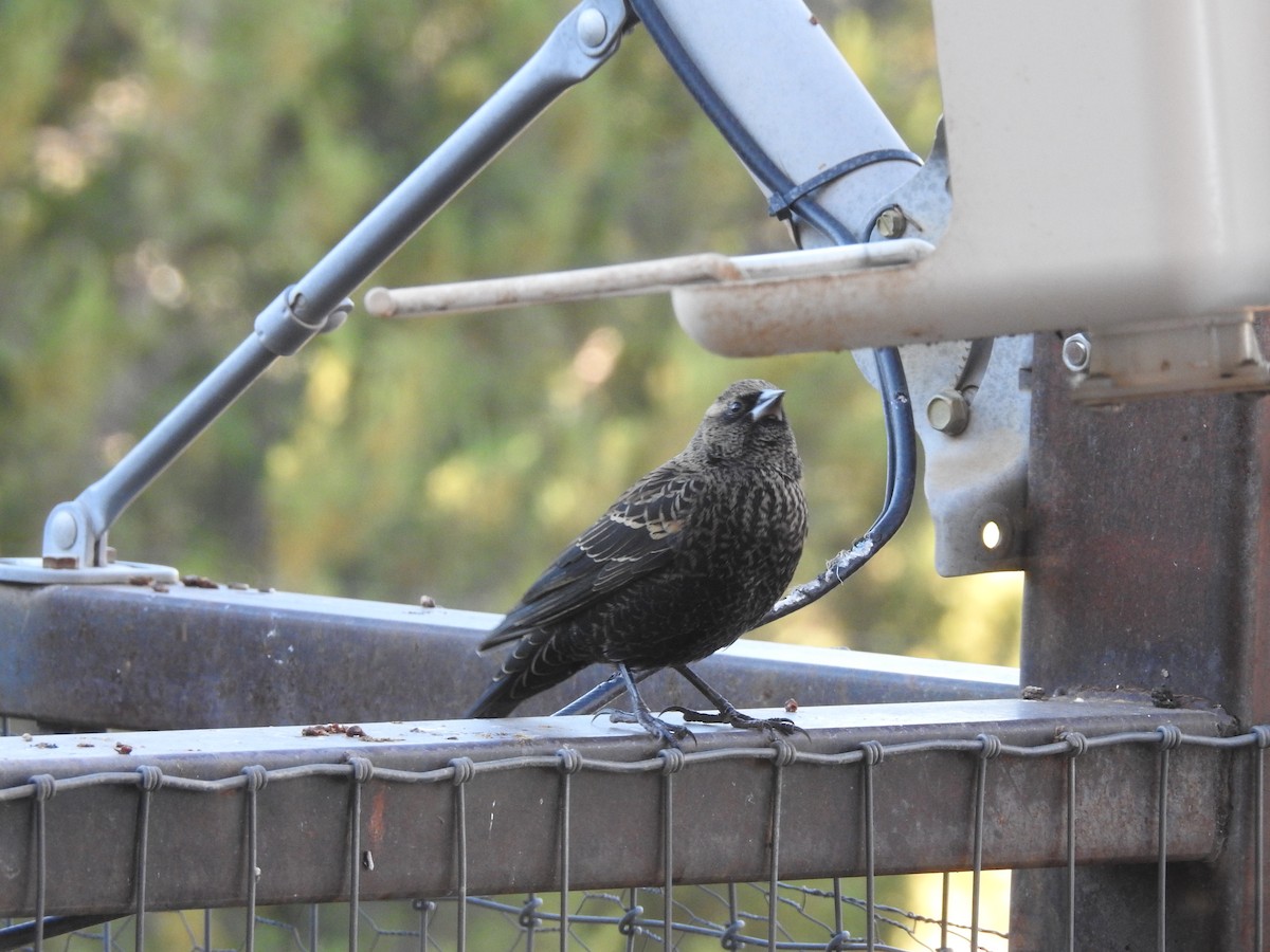 Red-winged Blackbird - ML644609498