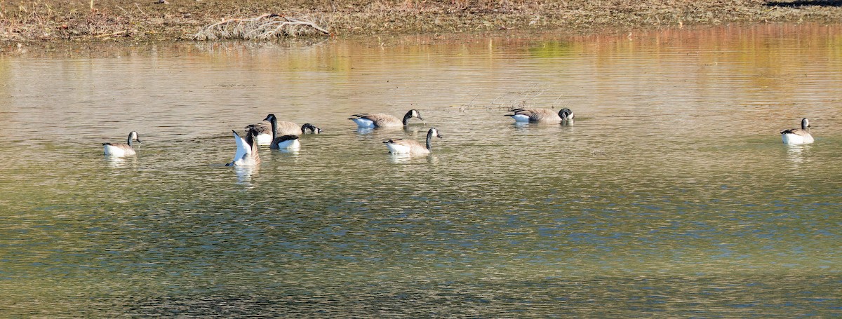 Canada Goose - ML644609500