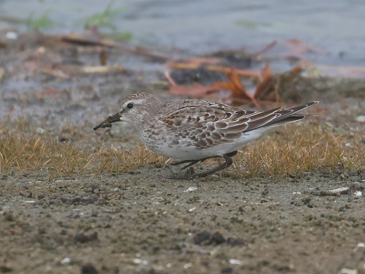 コシジロウズラシギ - ML644609502