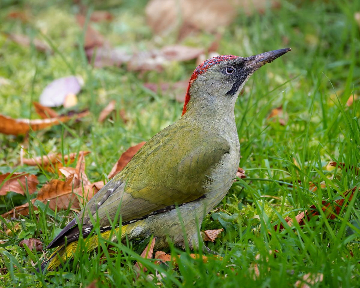 Iberian Green Woodpecker - ML644609508