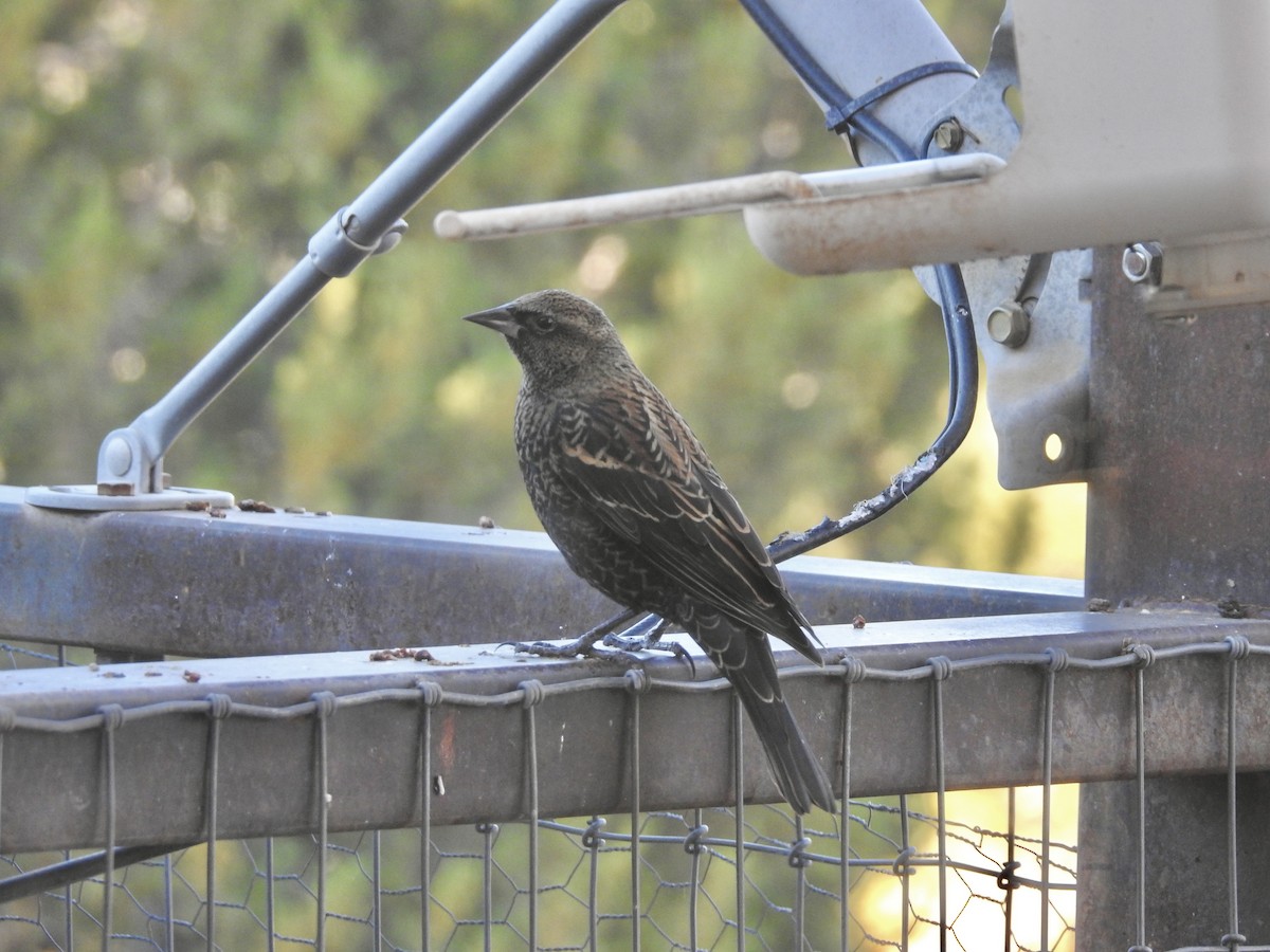 Red-winged Blackbird - ML644609510