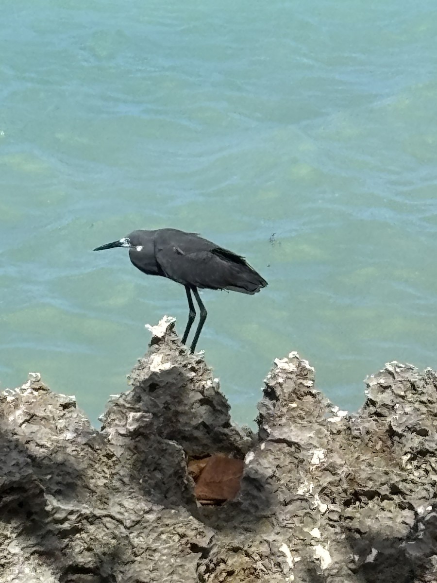 Black Heron - ML644609518