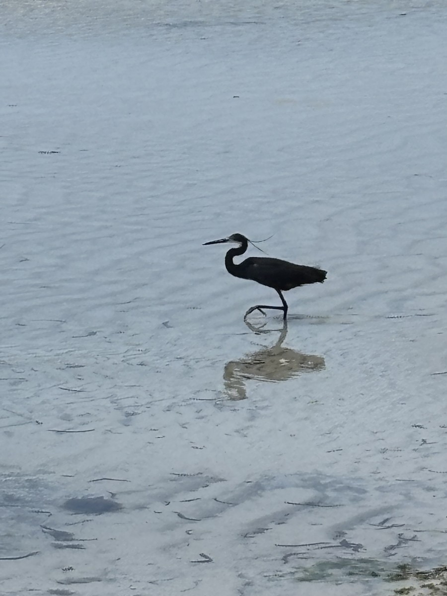 Black Heron - ML644609519