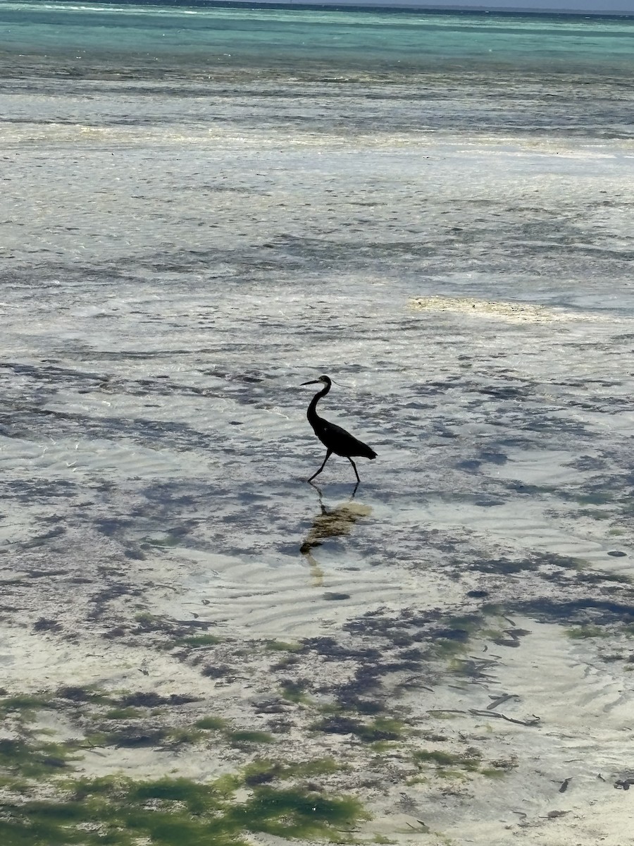 Black Heron - ML644609520