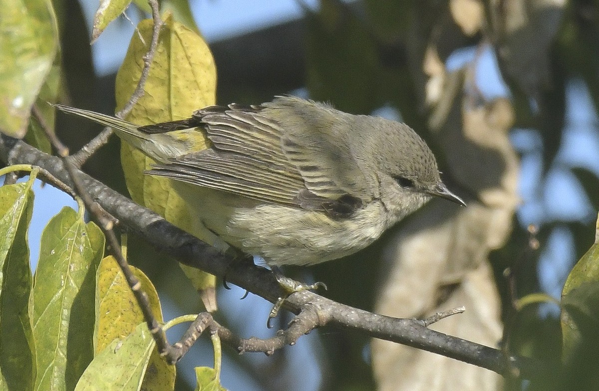 Paruline tigrée - ML644609521