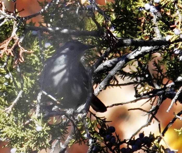 drozdec černohlavý - ML644609523