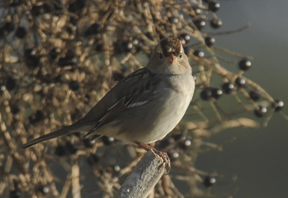 White-crowned Sparrow - ML644609537