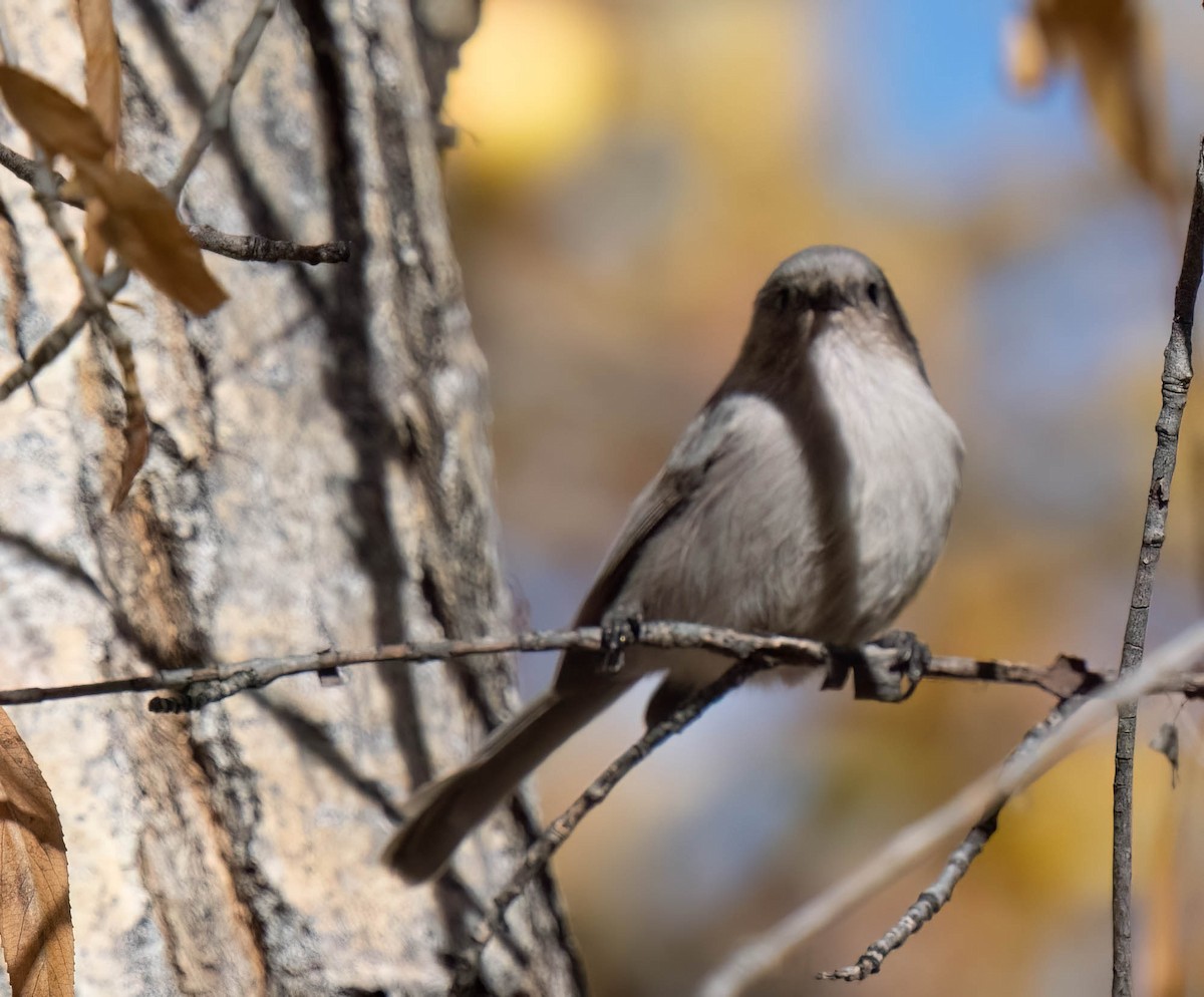 krattmeis (plumbeus) - ML644609541