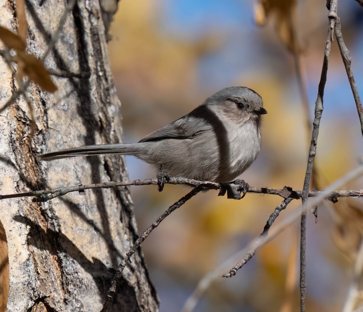 krattmeis (plumbeus) - ML644609542