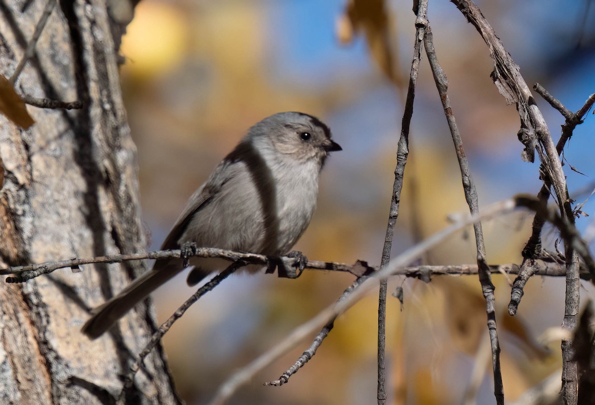 krattmeis (plumbeus) - ML644609543