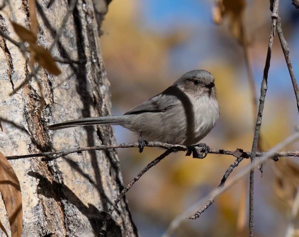 krattmeis (plumbeus) - ML644609544