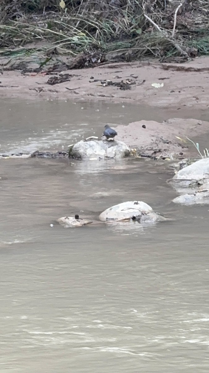 Ur-zozo iparramerikarra - ML644609545