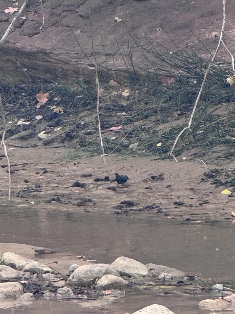 Ur-zozo iparramerikarra - ML644609546