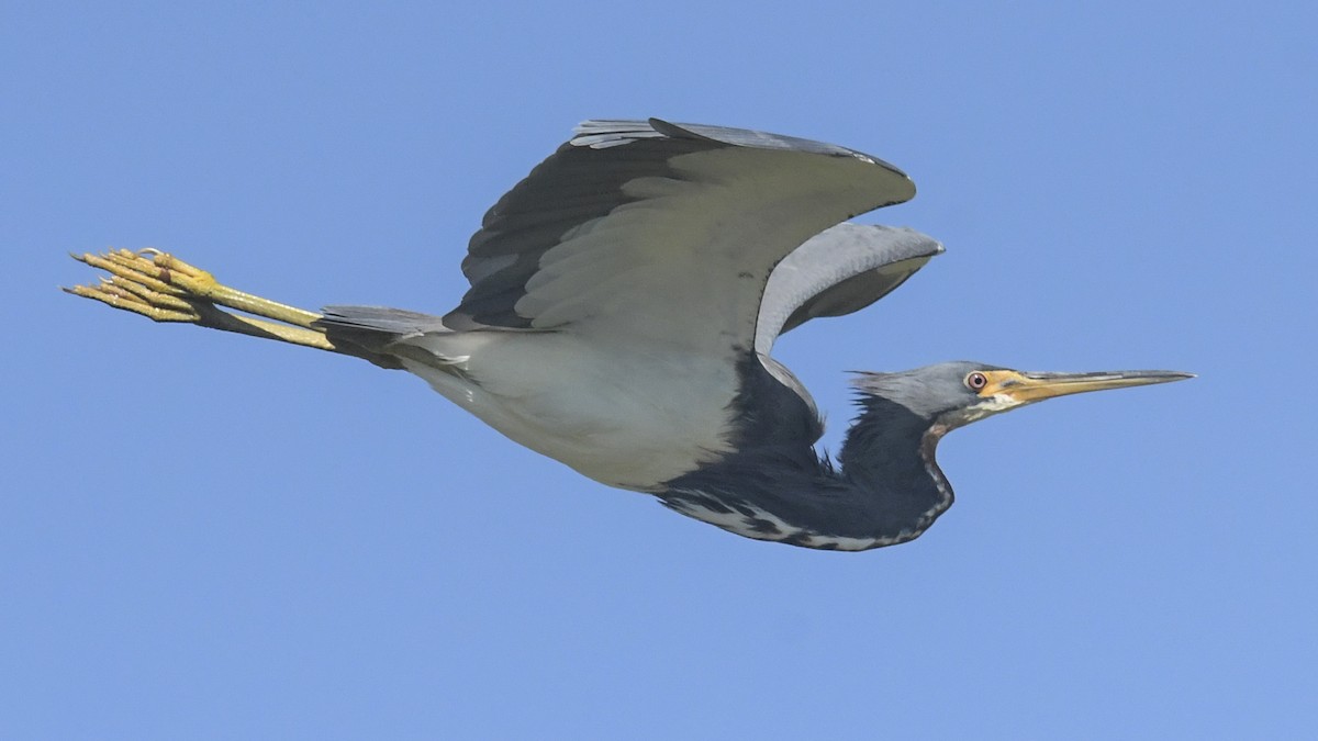 Tricolored Heron - ML644609549
